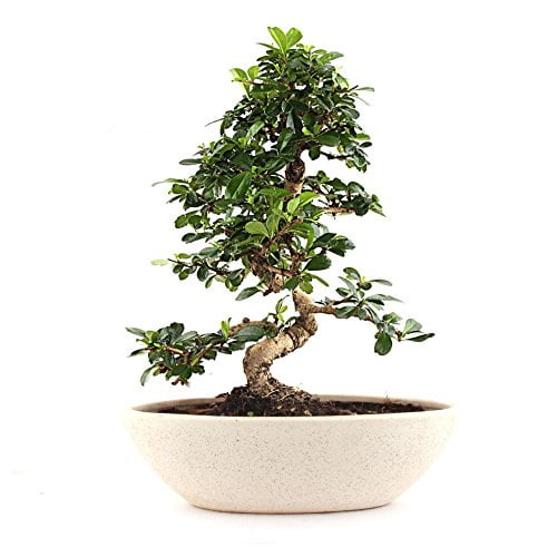 Carmona Flowering Bonsai Tree 5 Years 30 cm