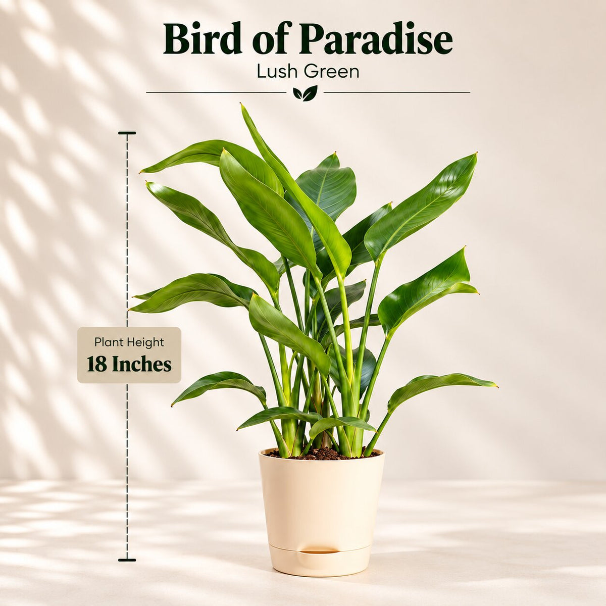 Bird of Paradise size guide: plant height 18 inches