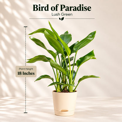 Bird of Paradise size guide: plant height 18 inches