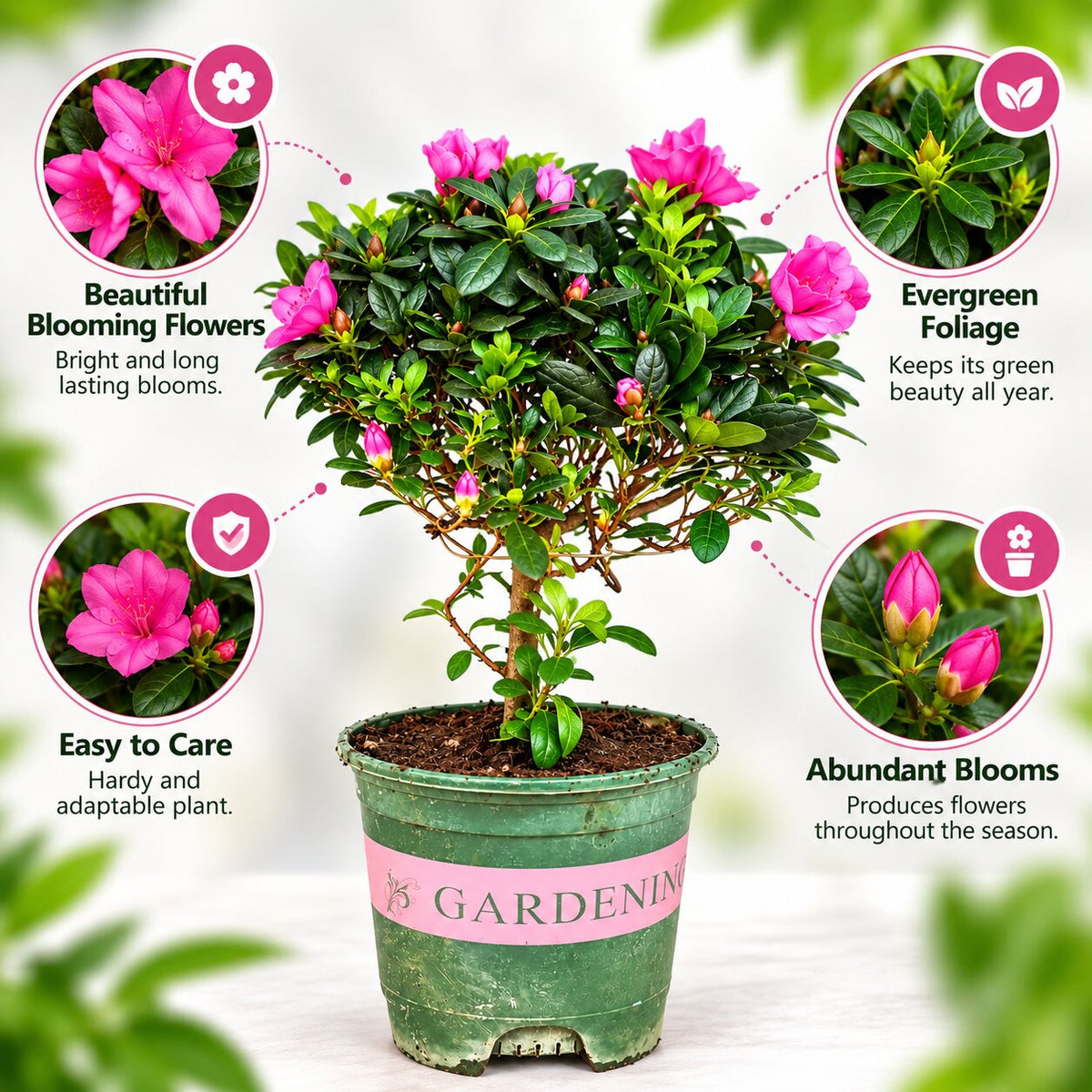 Azalea bonsai features: pink blooms, evergreen foliage, easy care, abundant buds