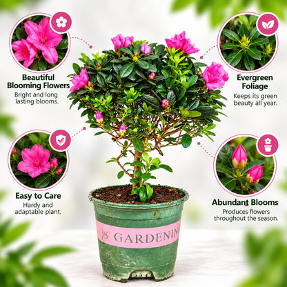 Azalea bonsai features: pink blooms, evergreen foliage, easy care, abundant buds