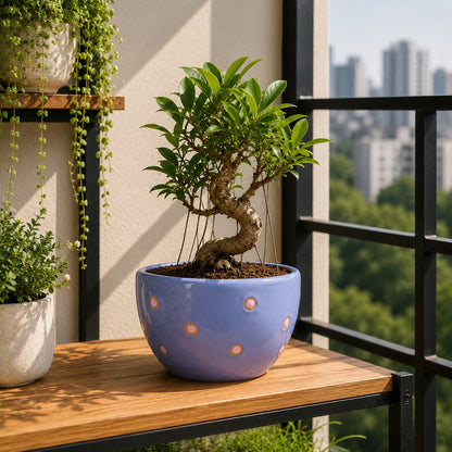 Blue Dotted Ceramic Pot | 6 Inch Indoor Plant Pot