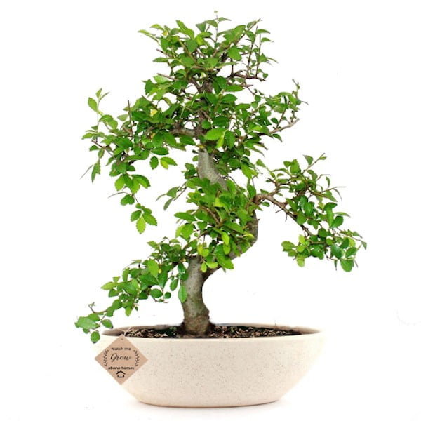 Chinese Elm Bonsai Plant 7 Years 30 cm