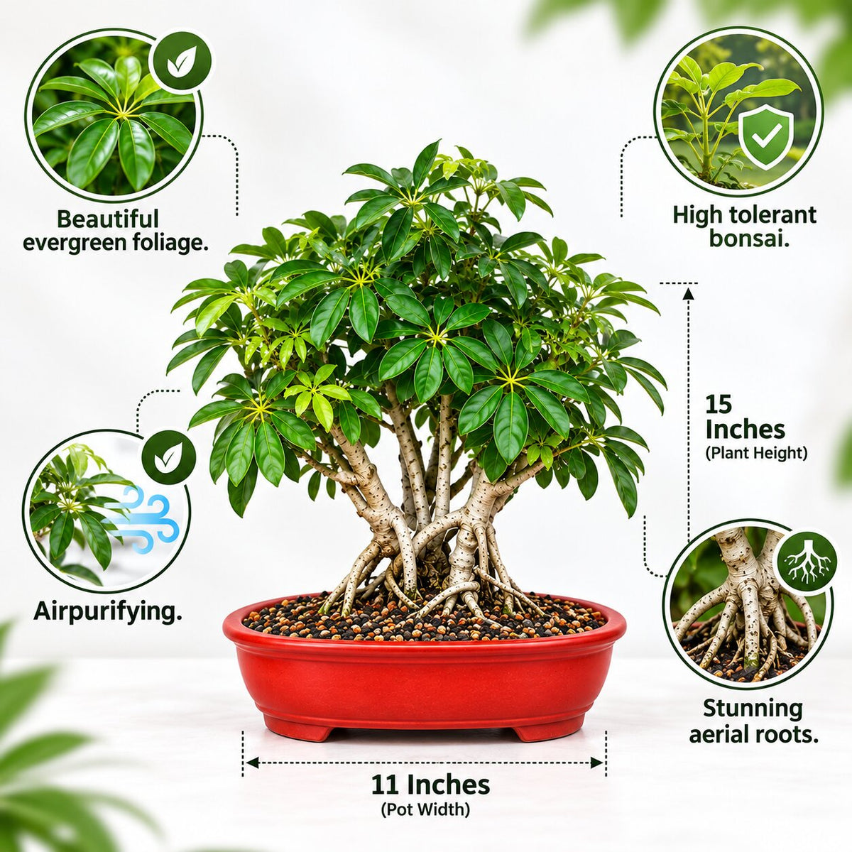 Schefflera bonsai features: evergreen foliage, tolerant, air purifying, aerial roots
