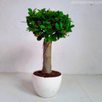 Ficus Microcarpa Bonsai Tree - 15 Inches for Indoor