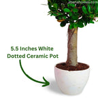 Ficus Microcarpa Bonsai Tree - 15 Inches for Indoor