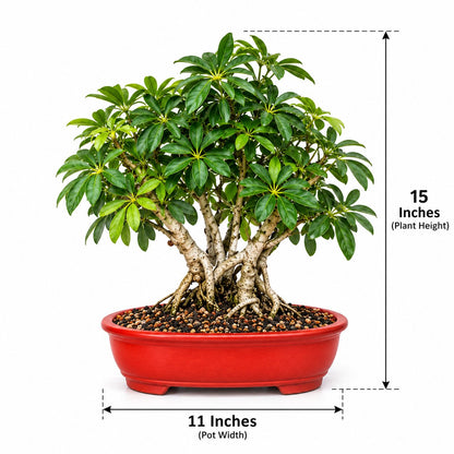 Schefflera bonsai size: 15 inches plant height, 11 inches pot width