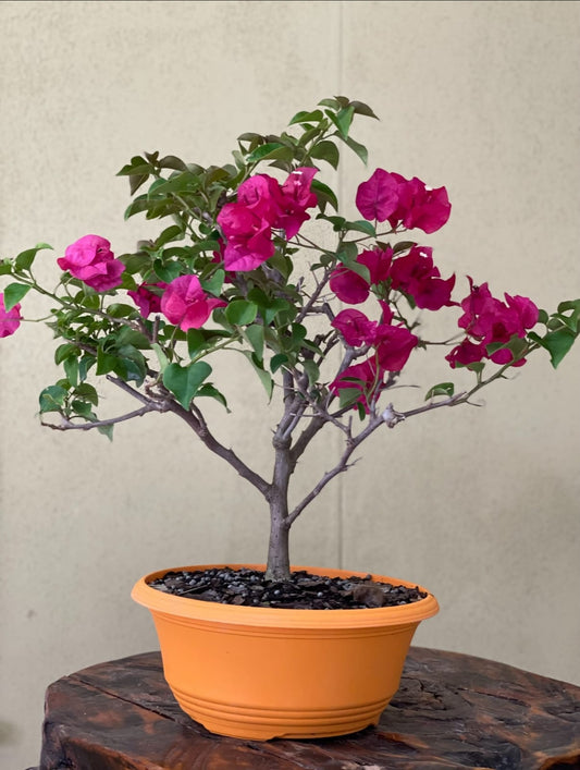 Buy Bougainvillea Bonsai - Flowering Bonsai 12 Year old - Abana Homes