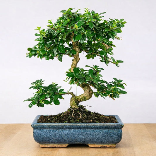 9-Year-Old Carmona Flowering Bonsai Tree in Blue Ceramic Pot