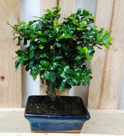 Buy Flowering Carmona Bonsai Tree ( i Shape) - Abana Homes