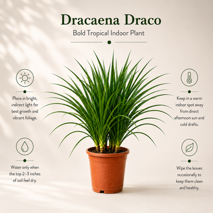 Dracaena Draco Plant – Bold Tropical Indoor Plant for Homes & Offices (3 in 1)