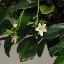 Carmona Flowering Bonsai 5 Years 30cm, Indoors