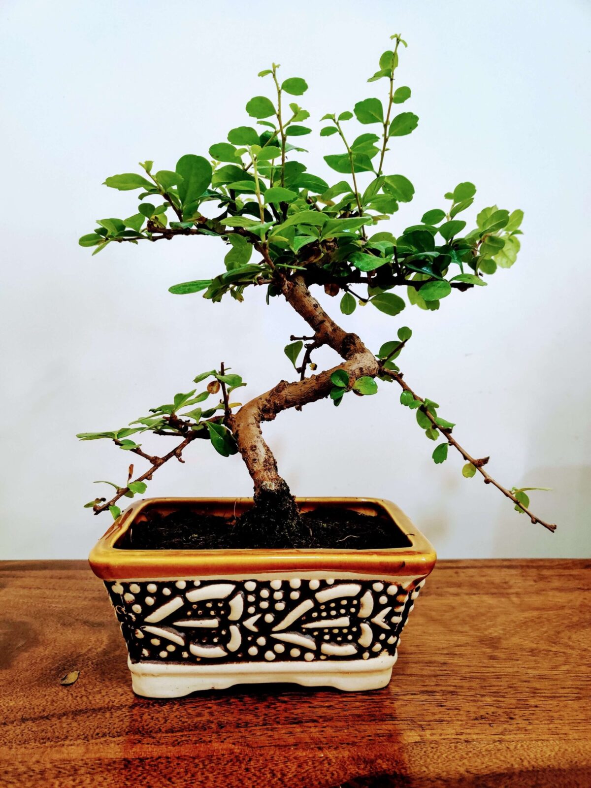 Carmona Flowering Bonsai Plant In Brown Bonsai Pot 3 Years 20 cm