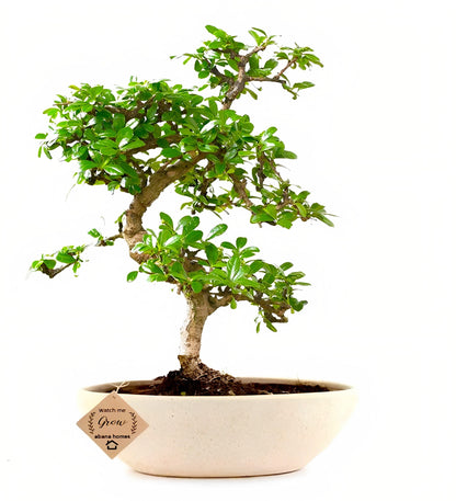 Carmona Bonsai 4 Years Old, 25 cm, Flowering