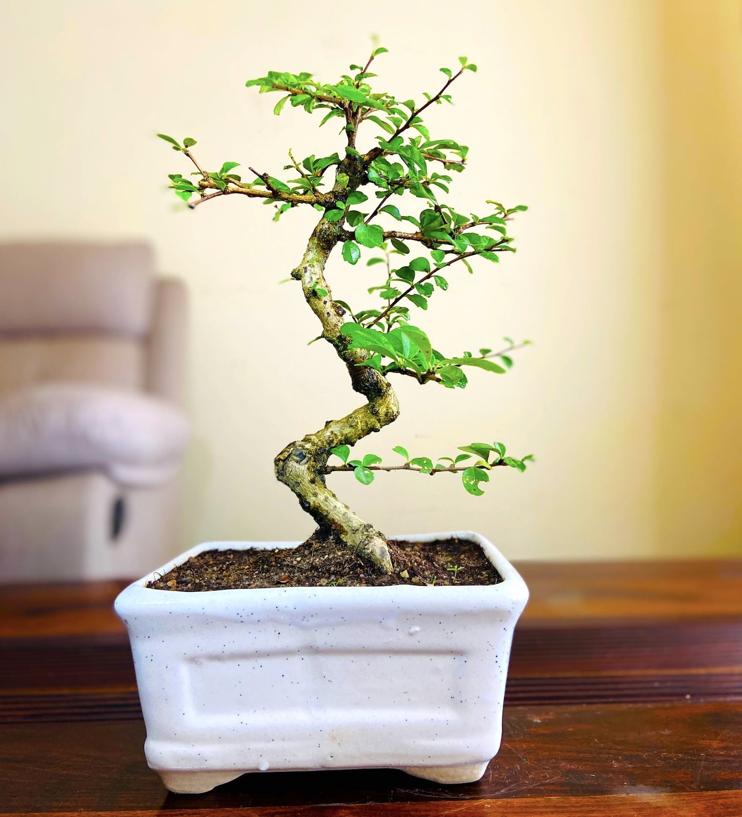 Carmona Flowering Bonsai 5 Years 30cm, Indoors