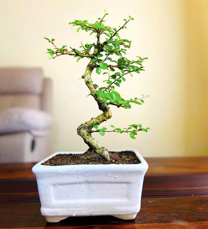 Carmona Flowering Bonsai 5 Years 30cm, Indoors