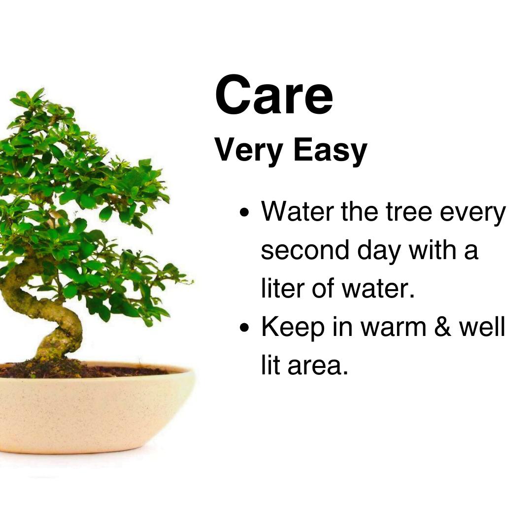 9-Year-Old Carmona Flowering Bonsai Tree