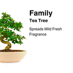 9-Year-Old Carmona Flowering Bonsai Tree