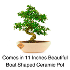 9-Year-Old Carmona Flowering Bonsai Tree