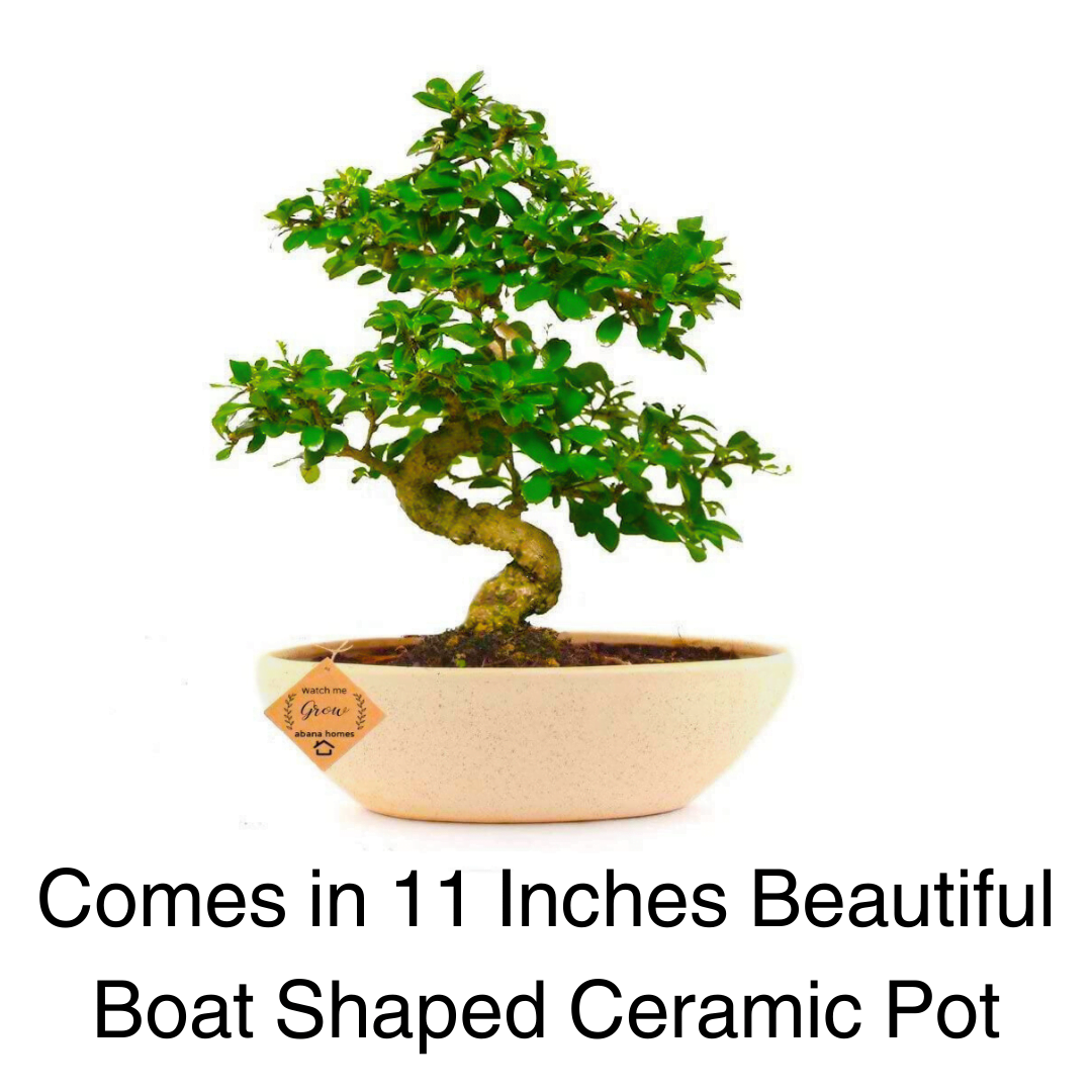 9-Year-Old Carmona Flowering Bonsai Tree In Ceramic Pot