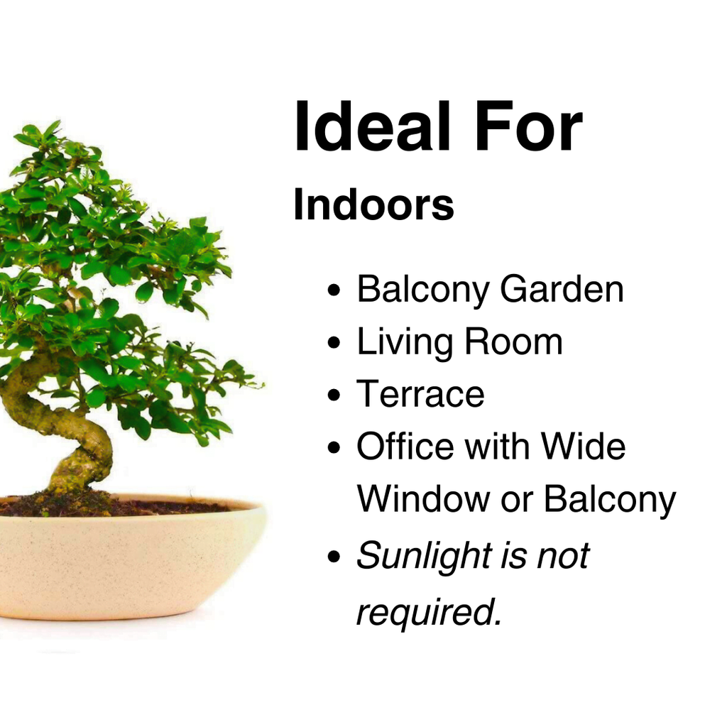 9-Year-Old Carmona Flowering Bonsai Tree