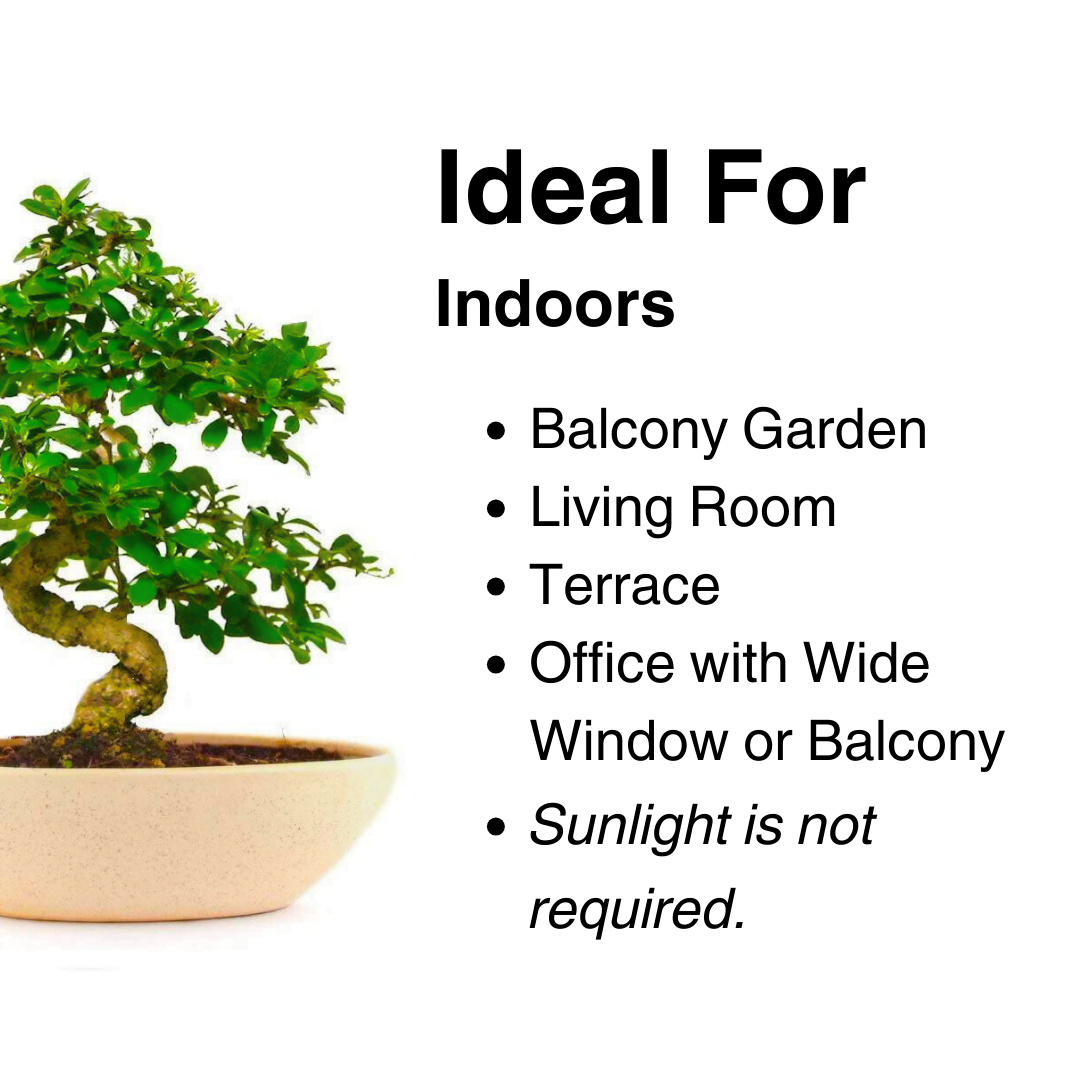 9-Year-Old Carmona Flowering Bonsai Tree