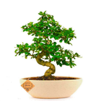 9-Year-Old Carmona Flowering Bonsai Tree