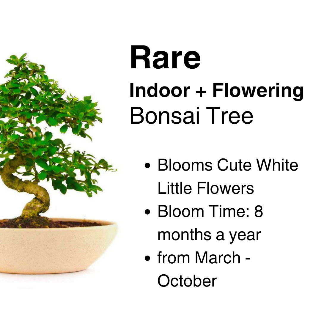 9-Year-Old Carmona Flowering Bonsai Tree In Ceramic Pot