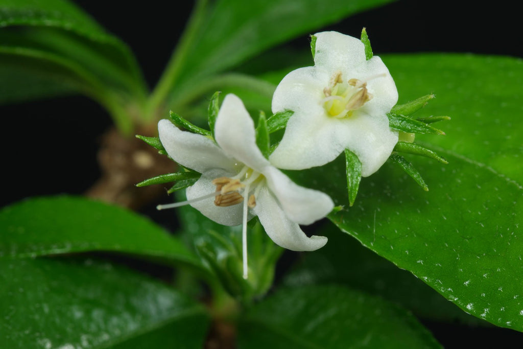 9-Year-Old Carmona Flowering Bonsai Tree