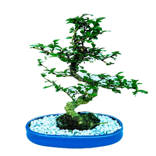 Carmona Flowering Bonsai Plant 4 Years 30 cm in Blue Oval Shaped Ceramic Pot