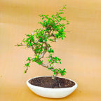 Carmona Flowering Bonsai Plant 7 Years 35 cm