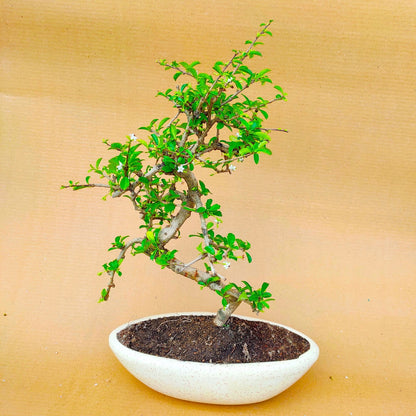 Carmona Flowering Bonsai Plant 7 Years 35 cm