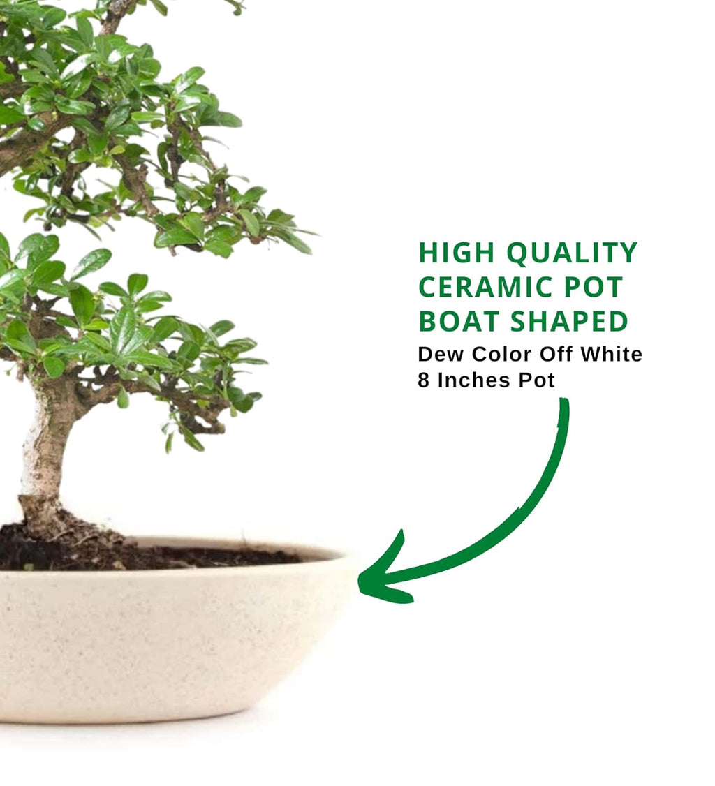 5-Year-Old Flowering Carmona Bonsai Tree