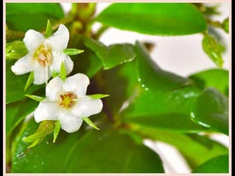 Carmona Bonsai 5 Years Old, 30 cm, Flowering