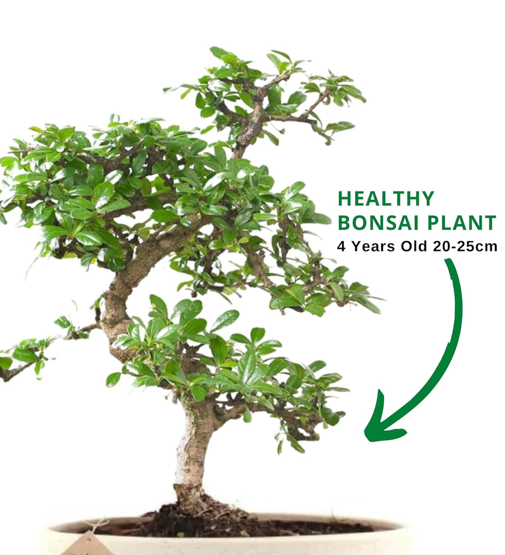 5-Year-Old Flowering Carmona Bonsai Tree