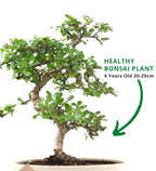 5-Year-Old Flowering Carmona Bonsai Tree