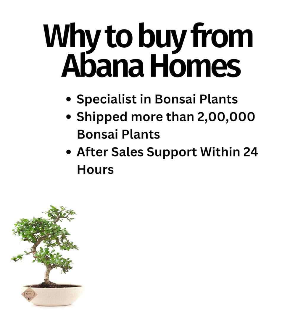 5-Year-Old Flowering Carmona Bonsai Tree