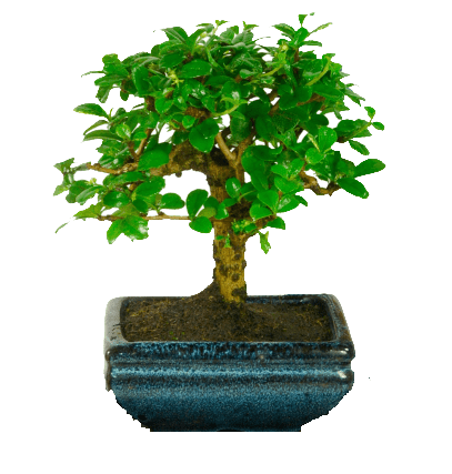 Carmona Flowering Bonsai Plant 3 Years 20 cm