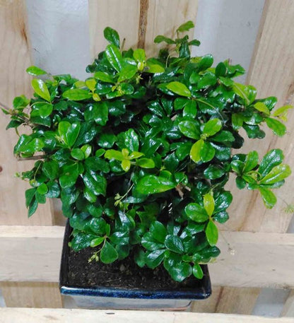 Buy Flowering Carmona Bonsai Tree ( i Shape) - Abana Homes