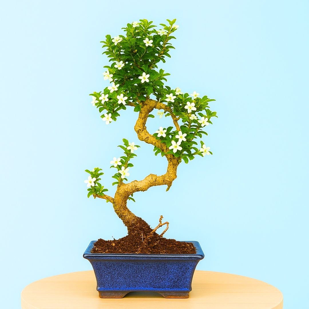 5-Year-Old Flowering Carmona Bonsai Tree