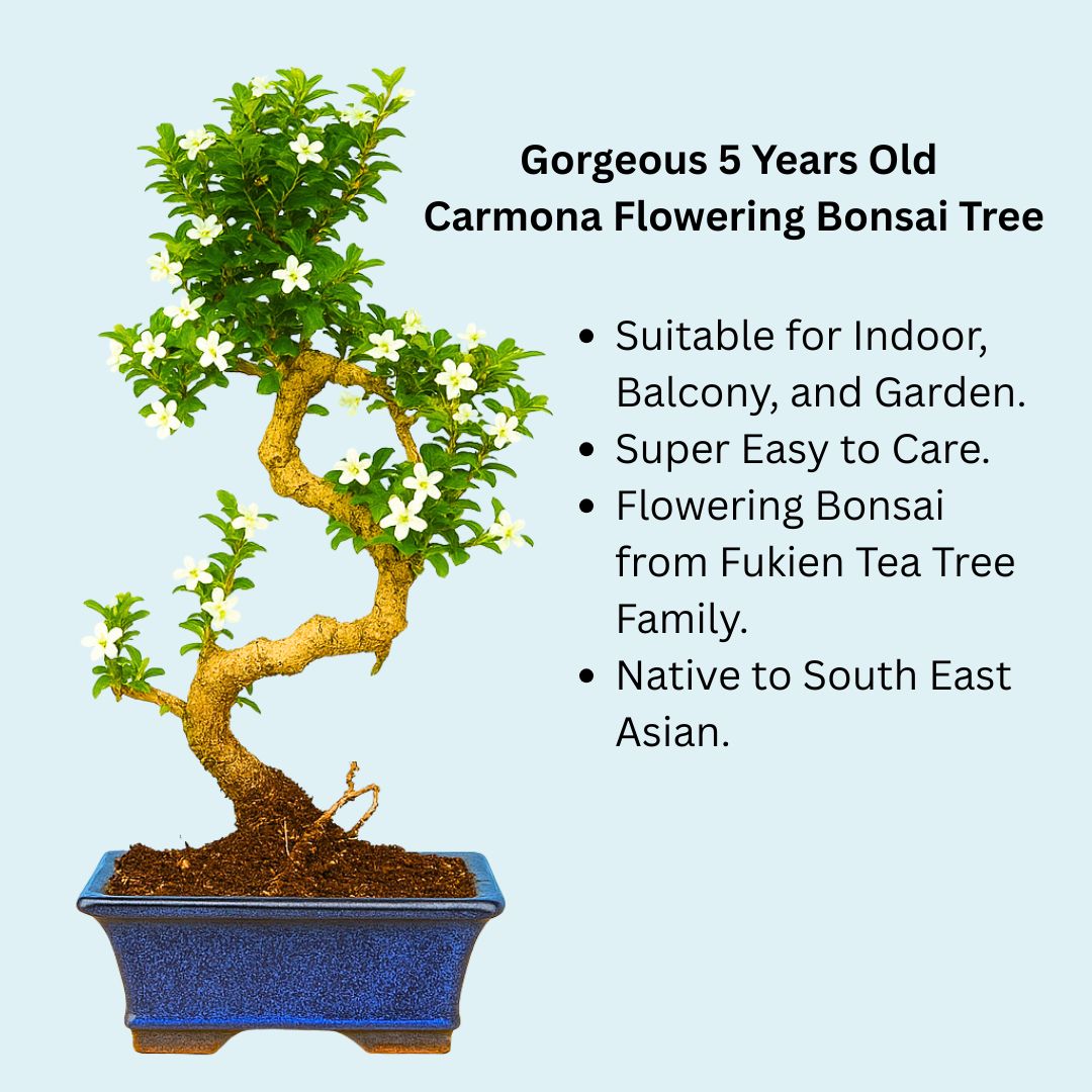 4-Year-Old Carmona Flowering Bonsai Tree in Blue Ceramic Pot