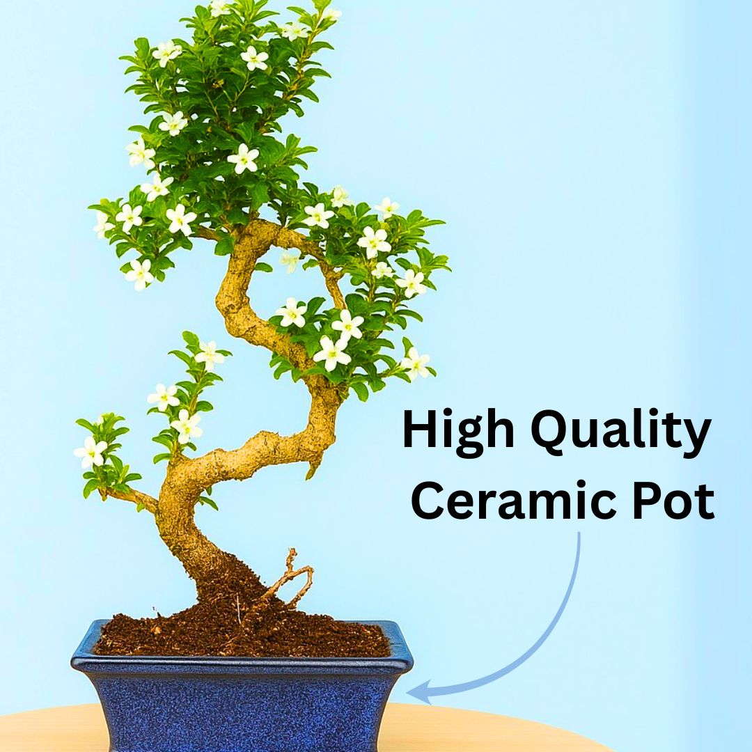 4-Year-Old Carmona Flowering Bonsai Tree in Blue Ceramic Pot