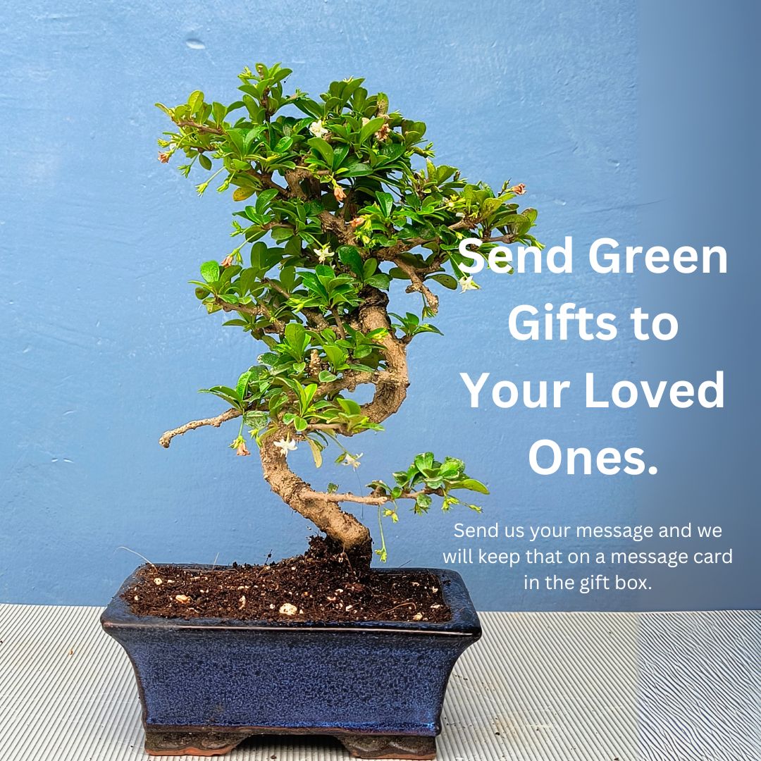 4-Year-Old Carmona Flowering Bonsai Tree in Blue Ceramic Pot