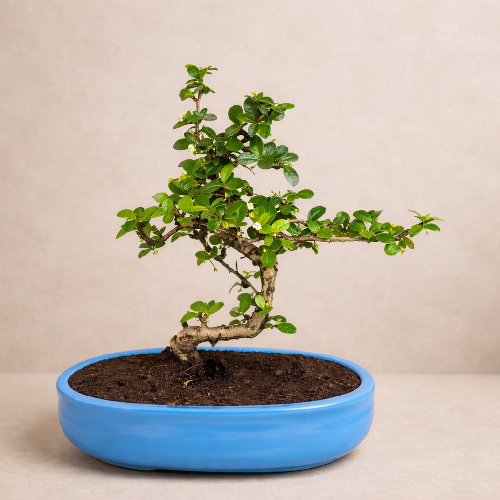 Carmona Flowering Indoor Bonsai Tree – 5 Years, White Boat Pot