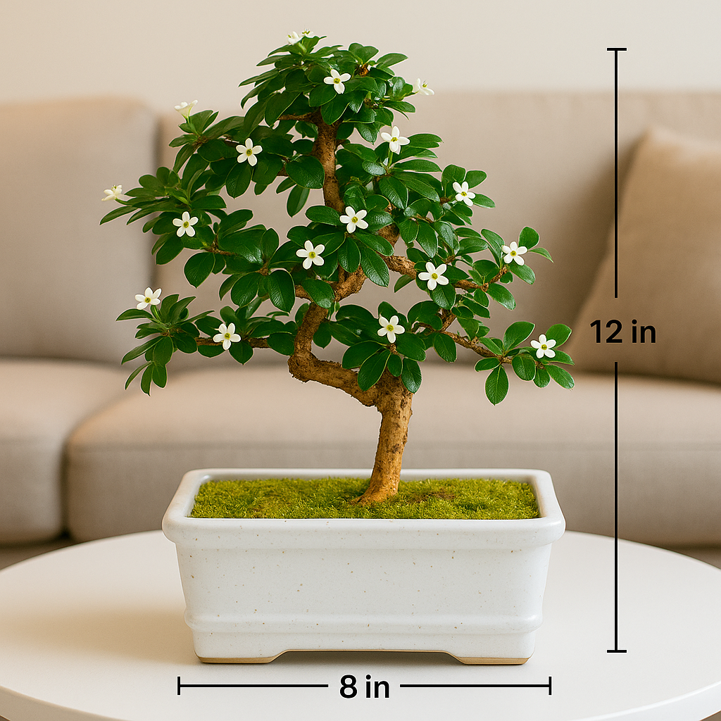 5-Year-Old Indoor Carmona Flowering Bonsai Plant in White Pot
