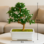 5-Year-Old Indoor Carmona Flowering Bonsai Plant in White Pot