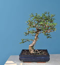 15-Year-Old Flowering Carmona (Fukien Tea) Bonsai Tree