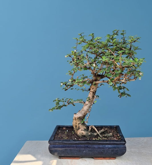 Carmona (Fukien Tea) Flowering Indoor Bonsai Tree – 15 Years
