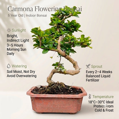 Carmona Flowering Indoor Bonsai Tree – 5 Years, Plastic Pot