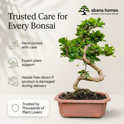 Carmona Flowering Indoor Bonsai Tree – 5 Years, Plastic Pot